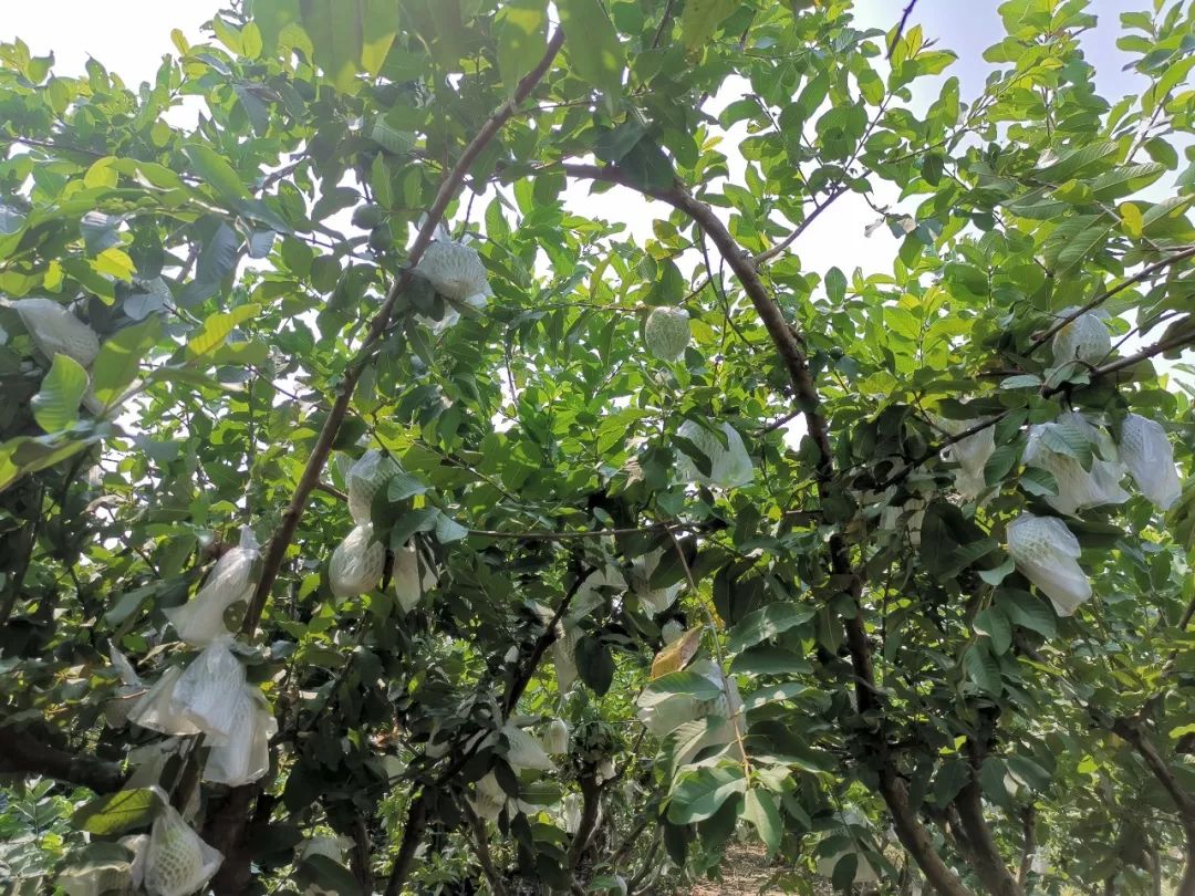 顺路去万顷沙的果园采摘新鲜的果实也是很完美的除此之外去南沙十九涌