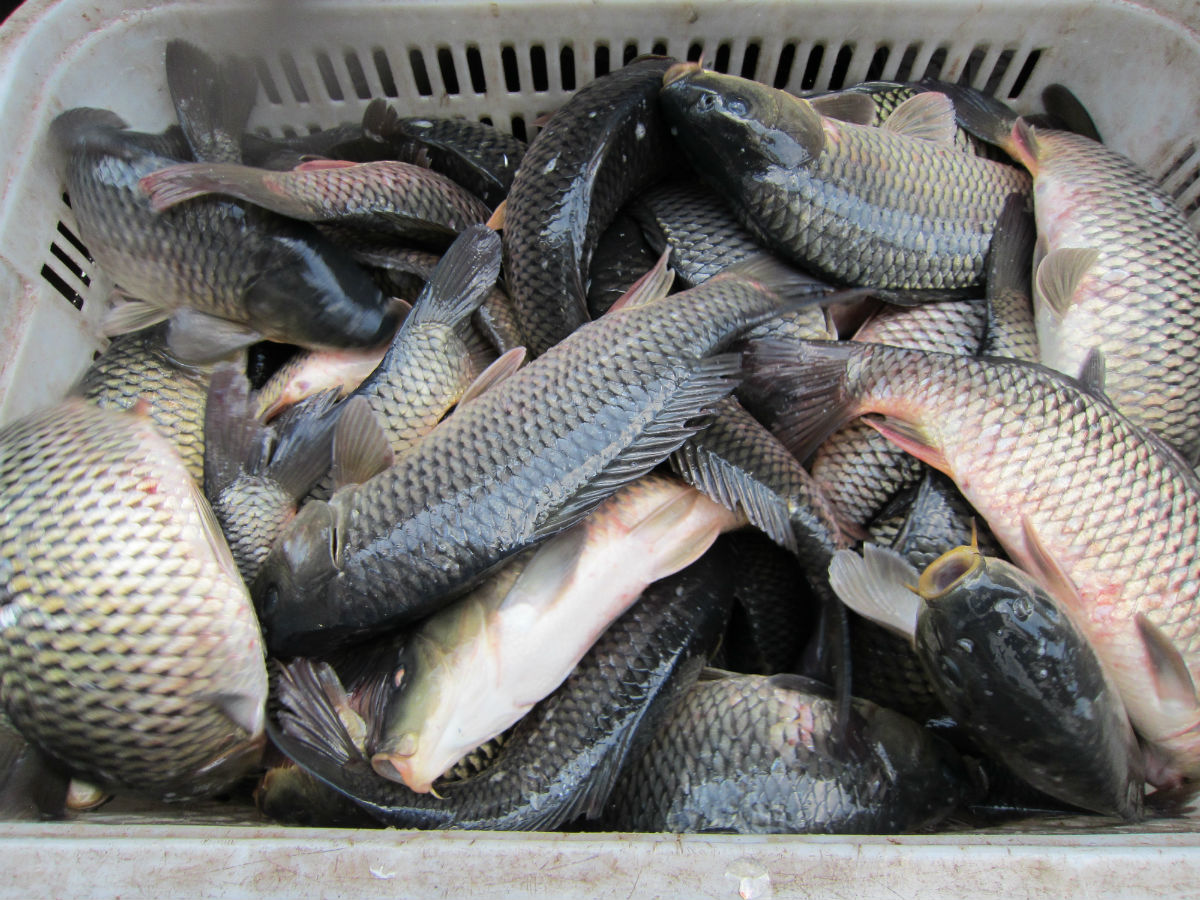 深秋垂钓混养池技巧