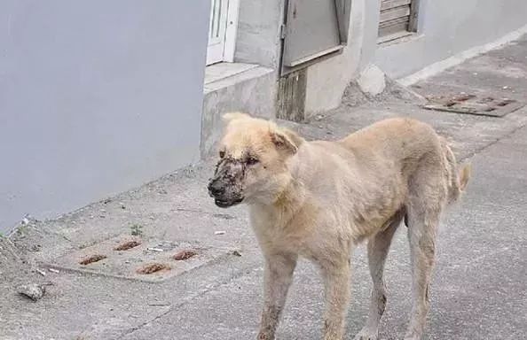 最近出现一只面目扭曲又吓人的「鬼脸狗」,呼吸还有恐怖怪声,引起附近