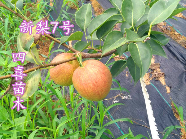 特早熟梨树苗请选新梨7号梨树苗_品种