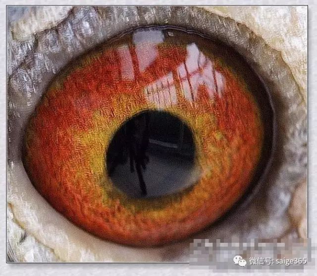 经验这样的眼志是王者