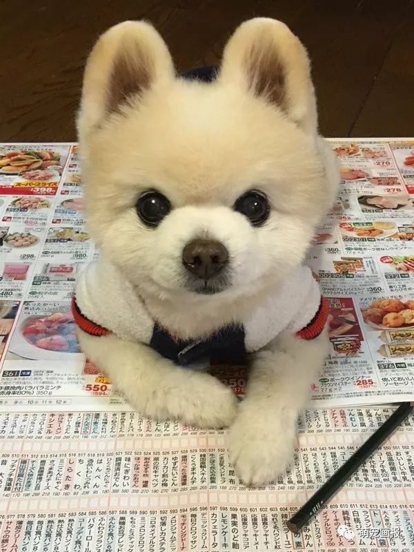 超萌的小博美犬俊介君好像一个卡通公仔