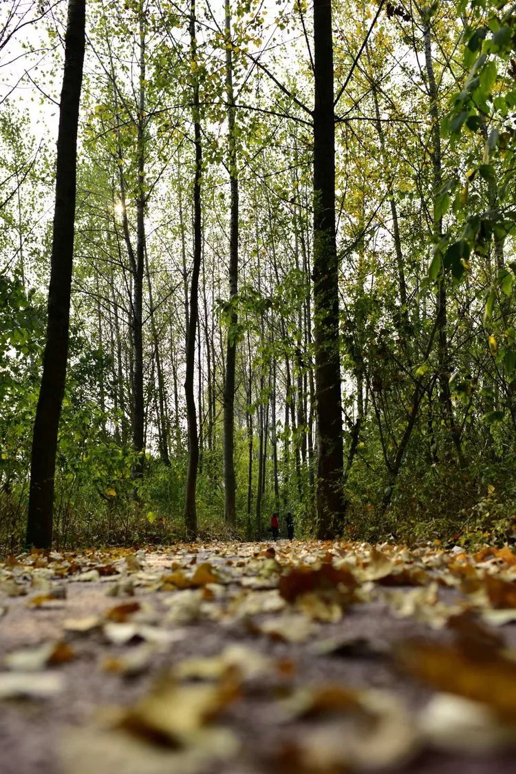 文化体验合肥之源蜀山区将军岭小岭南的农味