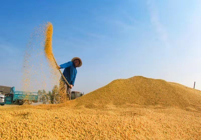 国庆淮南城乡拍 | 祖国遍地皆秋色 淮南处处丰收景_黄豆