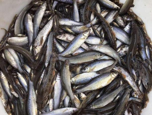 好心却办了坏事,在国外它可是没有天敌,再加上外国人根本就不吃这种鱼