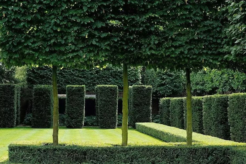 干货| 植栽空间背后的秘密_植物