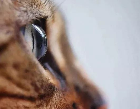 比琉璃还剔透!奴才爱的视角,捕捉「猫眼」勾魂瞬间