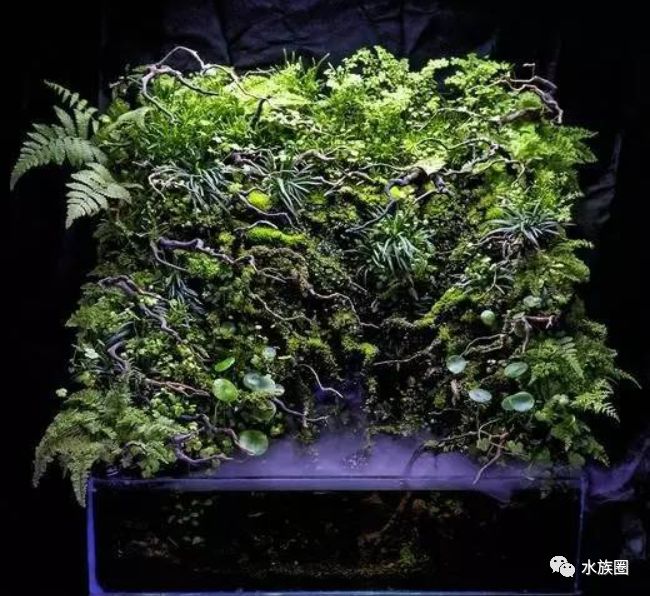 aga2016年原生缸水陆雨林缸荷兰景获奖作品集