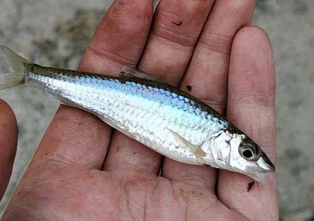 而且麦穗鱼在市场上的价格也不算很贵,一斤才15元,如果是买观赏的鱼类