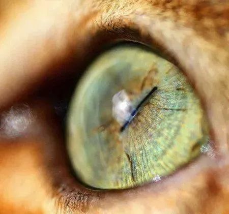 比琉璃还剔透!奴才爱的视角,捕捉「猫眼」勾魂瞬间