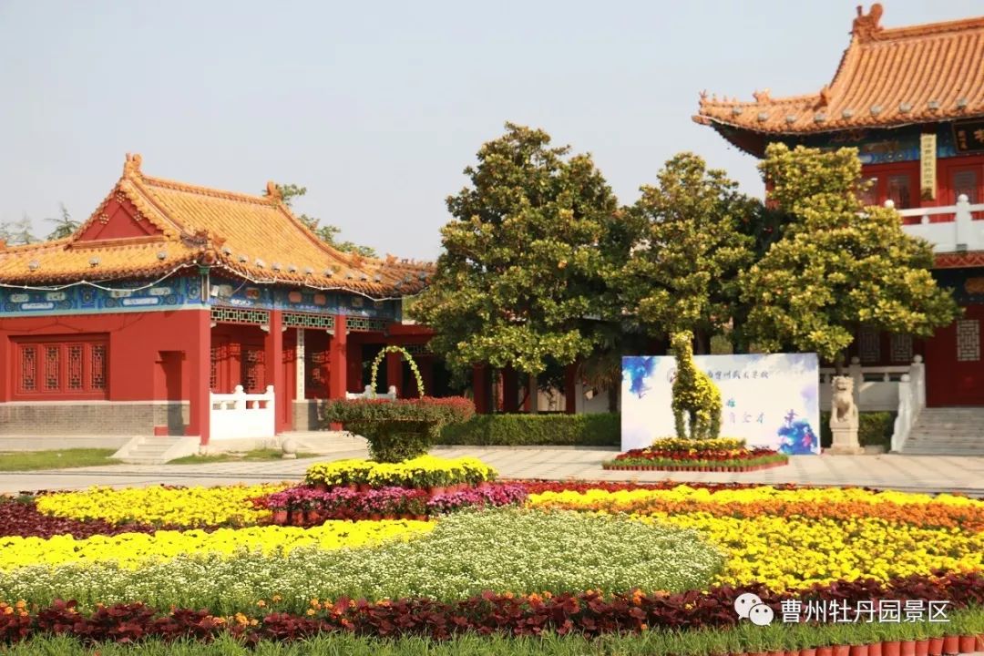 菏泽:菊花盛放牡丹园!_曹州