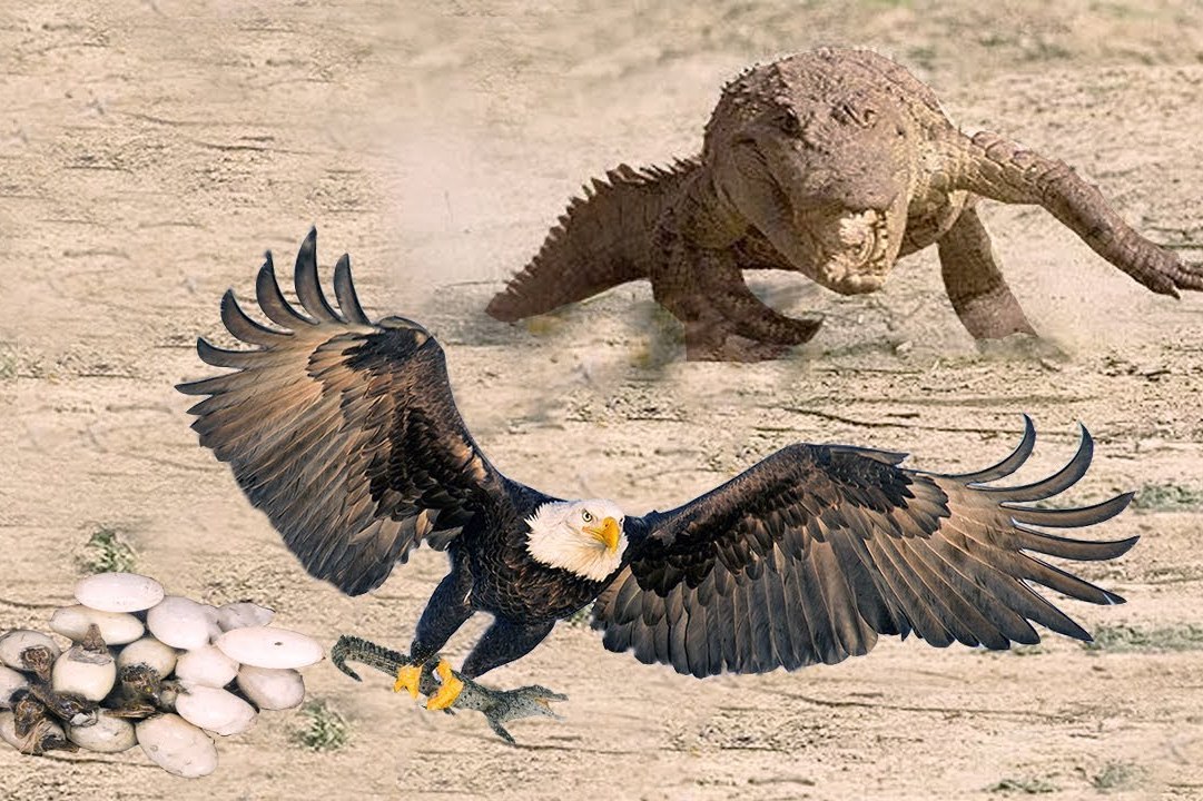 老鹰大战鳄鱼,不料"水中霸主"被算计,镜头拍下老鹰诡诈一面!