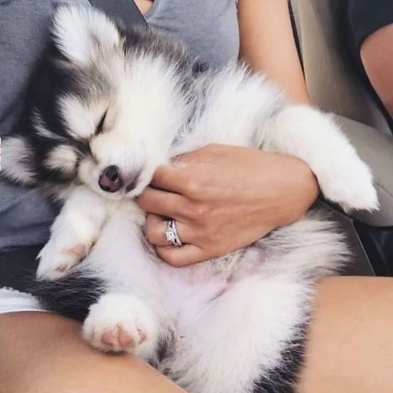 狗狗的这几种睡姿是在告诉主人:我很信任你!