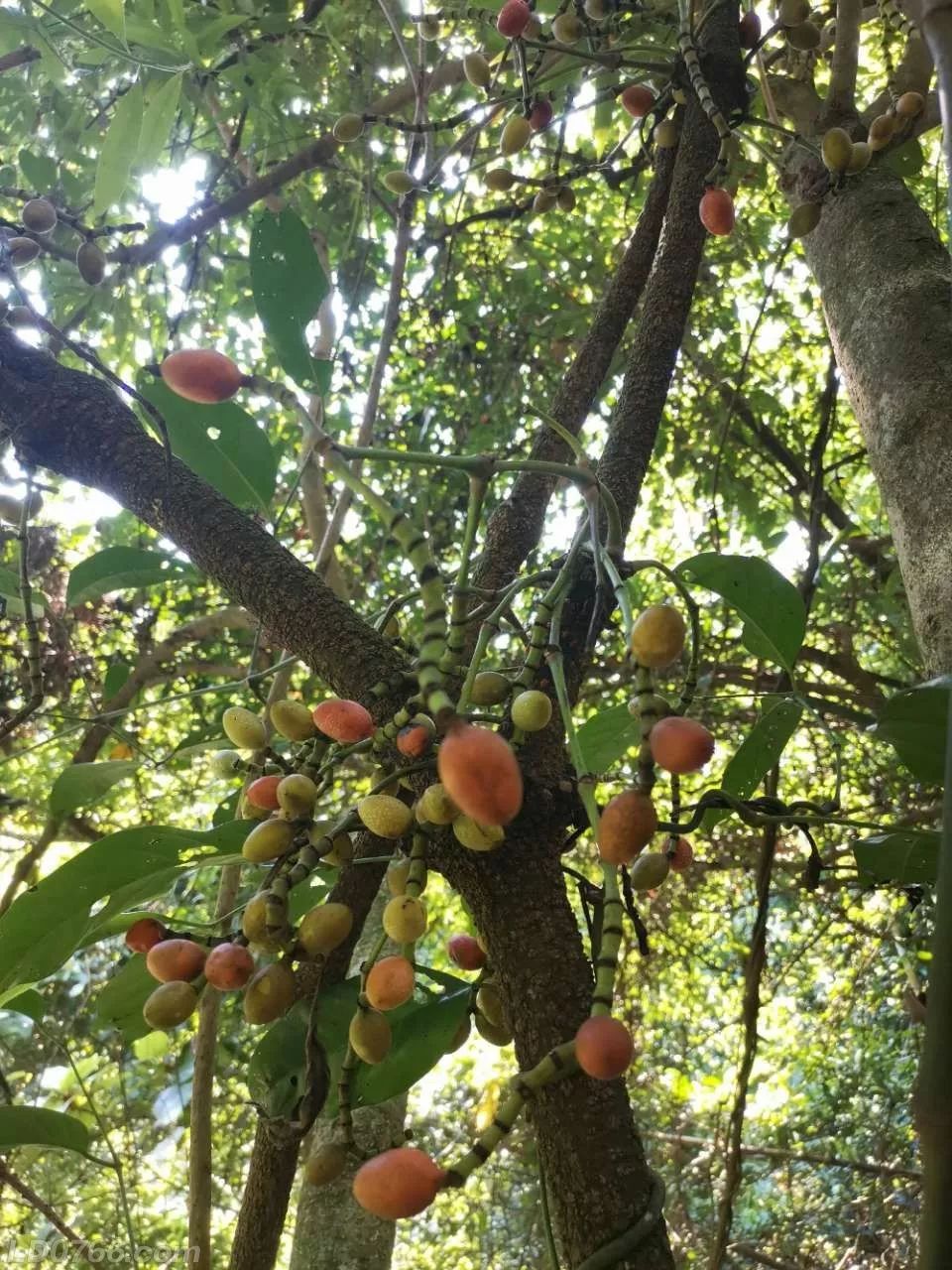 罗定山上有种神奇的野果人们只吃果核不吃果肉