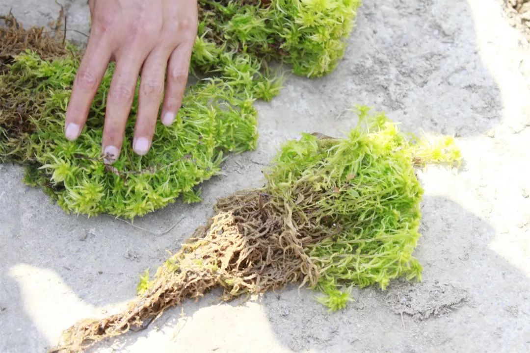 海花草种植技术图片