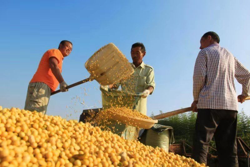 国庆淮南城乡拍祖国遍地皆秋色淮南处处丰收景