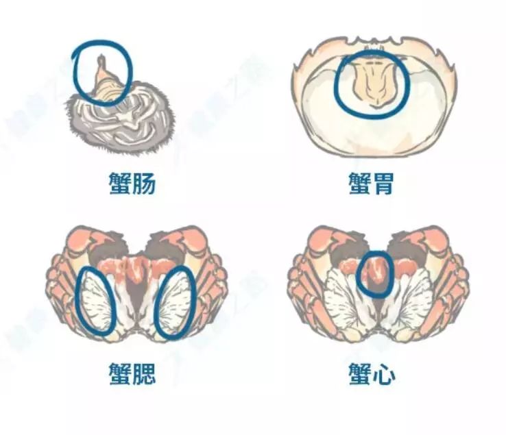 大闸蟹蟹心在哪儿图片