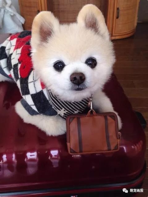 超萌的小博美犬俊介君好像一个卡通公仔