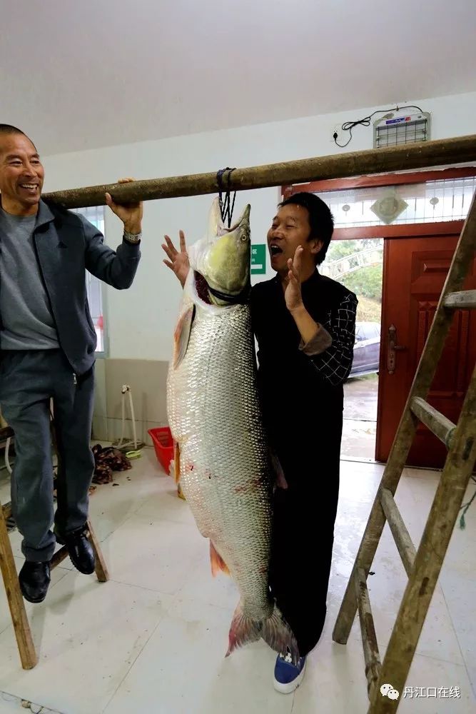 丹江口水库渔民捕获大鱼逐年增大说明,丹江口市保护库区生态环境是有