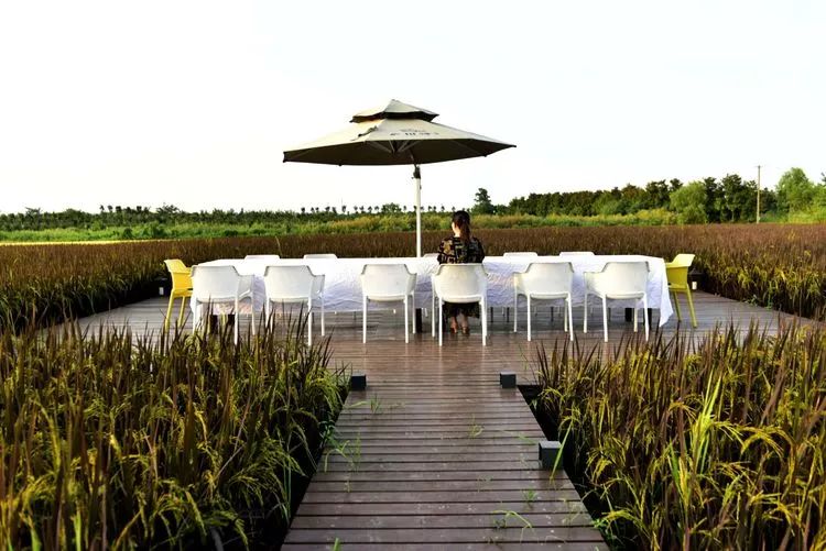 文化|体验合肥之源—蜀山区将军岭小岭南的农味