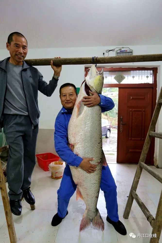 丹江口捕获百斤淡水鲨鱼之称的大鱤鱼近17米长