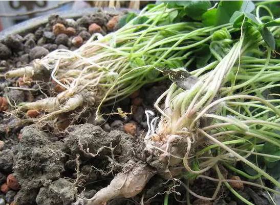 《滇南本草》记载酸浆草和白砂糖煎服,可治疗 肠炎痢疾.