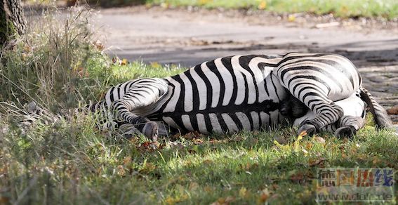 马戏团逃出斑马被子弹射杀引争议