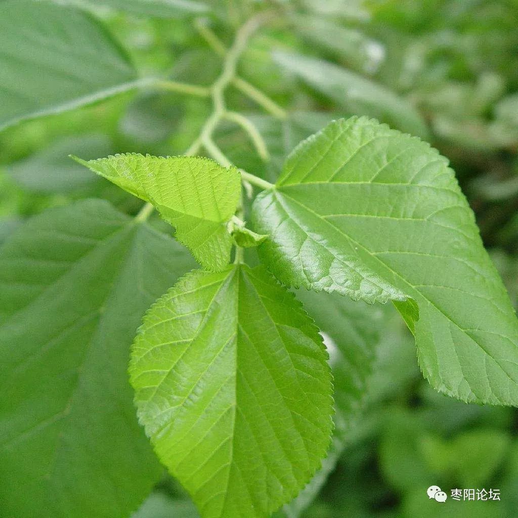 原创散文树上采来桑叶儿