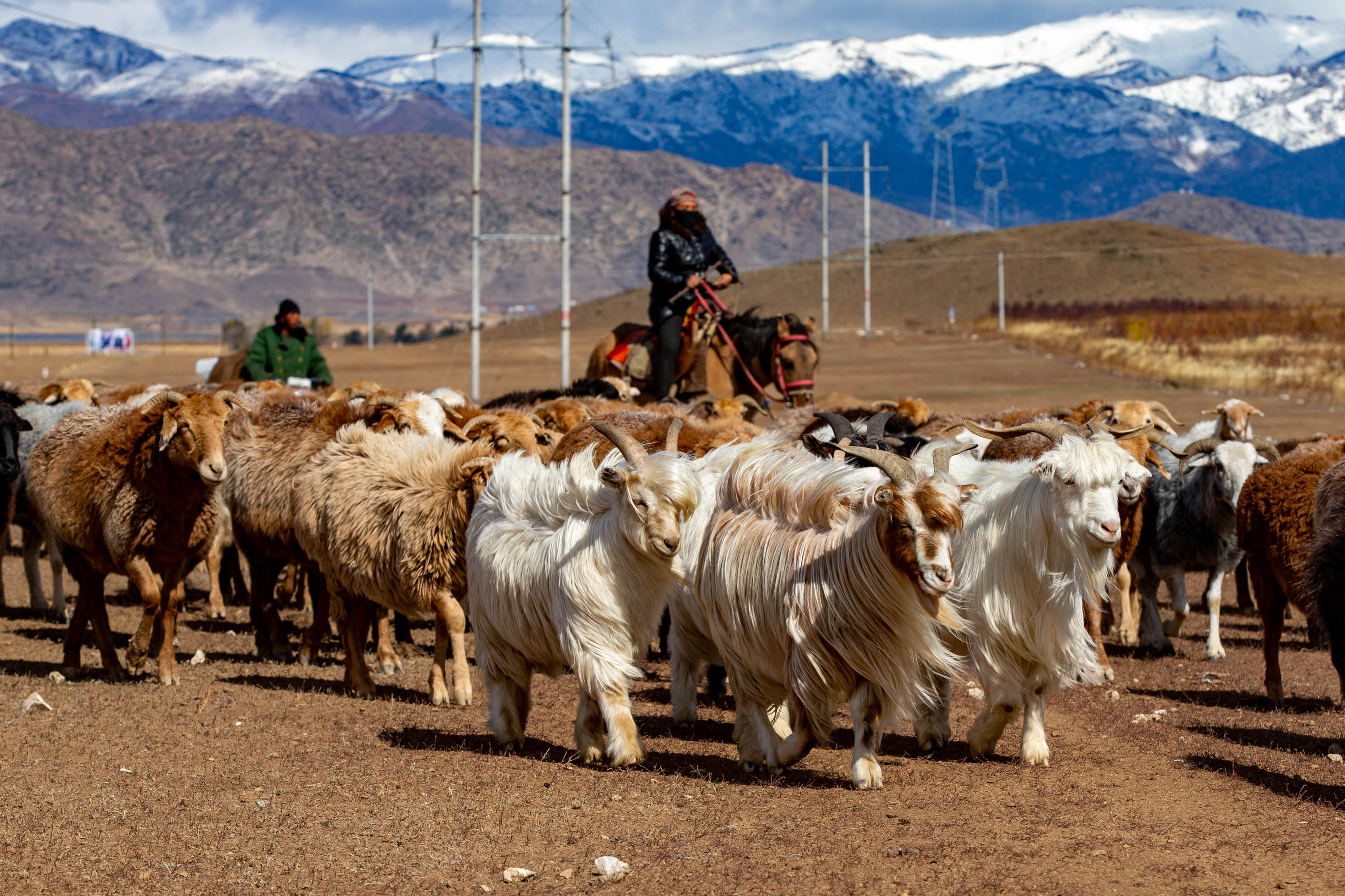 原创天山牧民转场一路浩浩荡荡哪有30上哪途中所有车辆避让牛羊