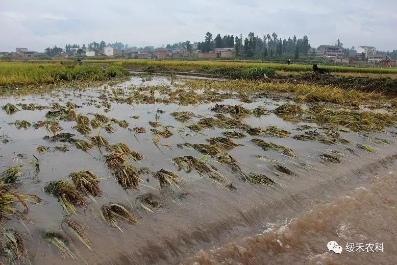 黑龙江省绥禾农业科技有限公司为受灾农户捐赠50万元水稻壮秧剂
