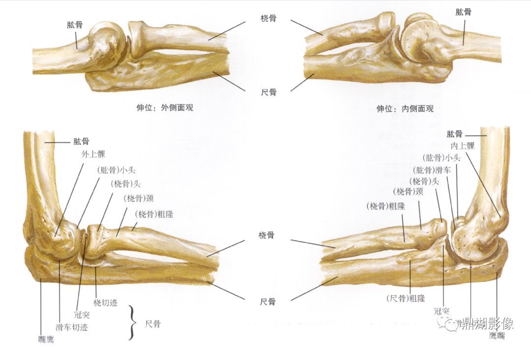 肘关节x线解剖图片