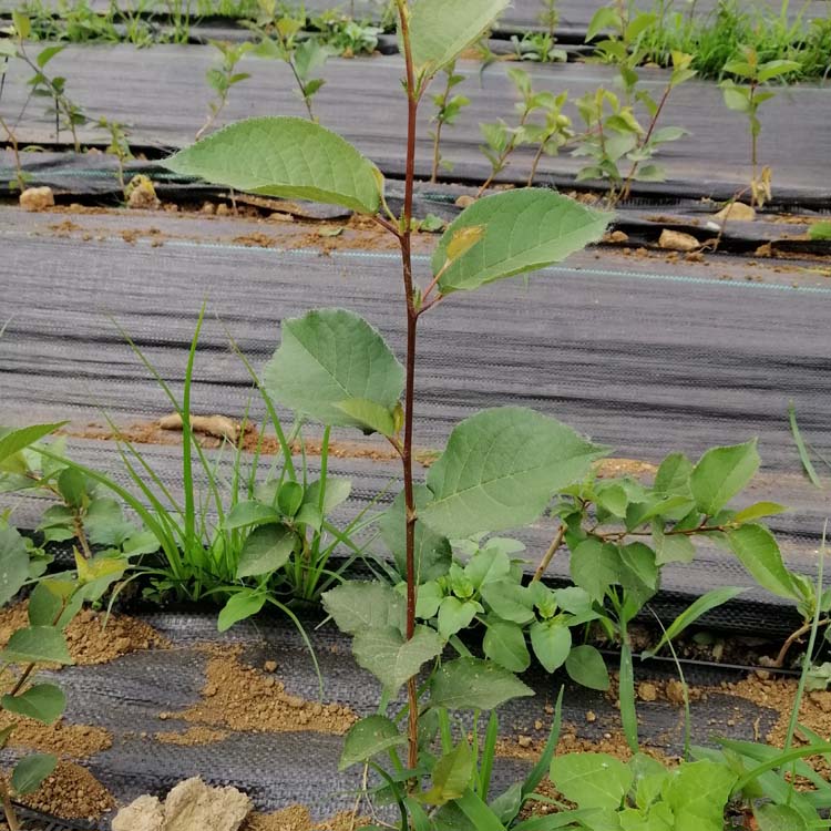 y1矮化砧木,脱胎于吉塞拉6号,青出于蓝而胜于蓝