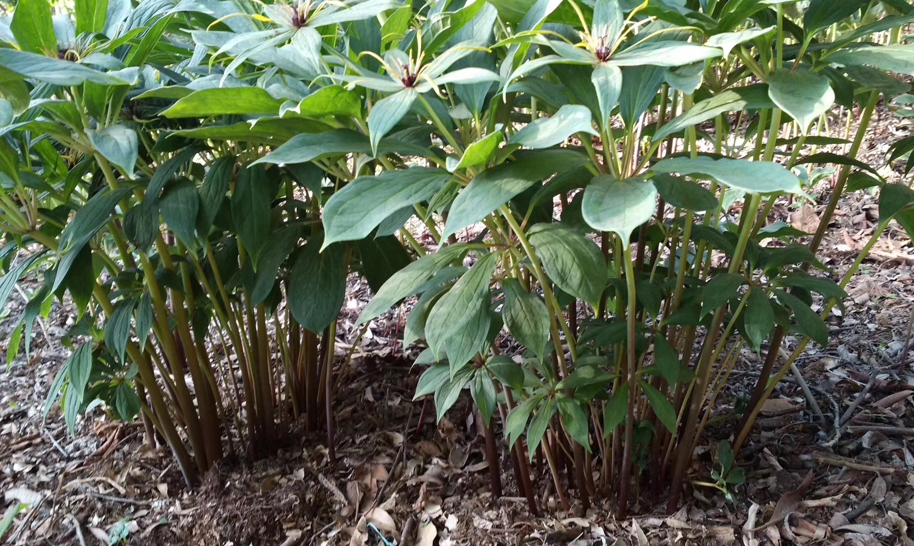 七葉一枝花的功效與作用 中藥七葉一枝花的功效與作用