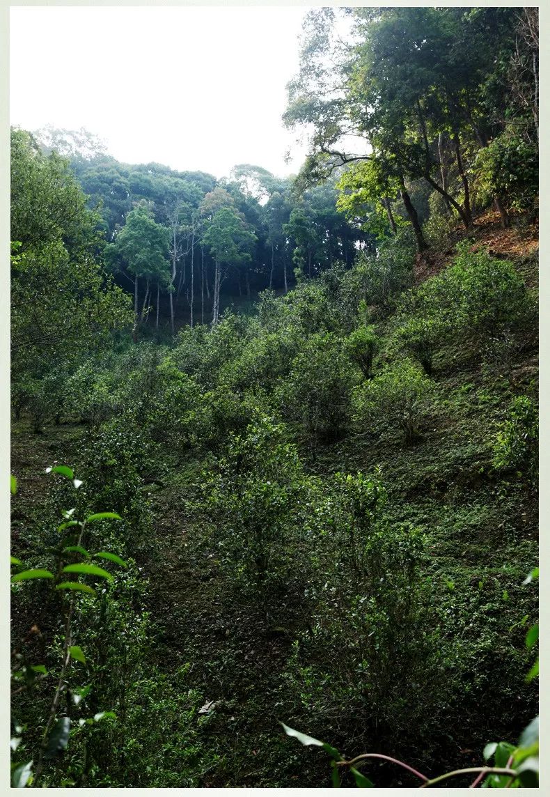 大隐习茶记"易武,茶中皇后_茶山
