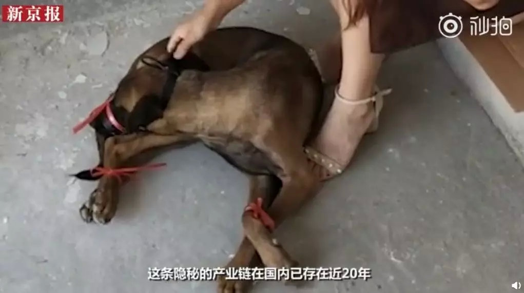 "19岁少女被侵犯后自杀的24小时"