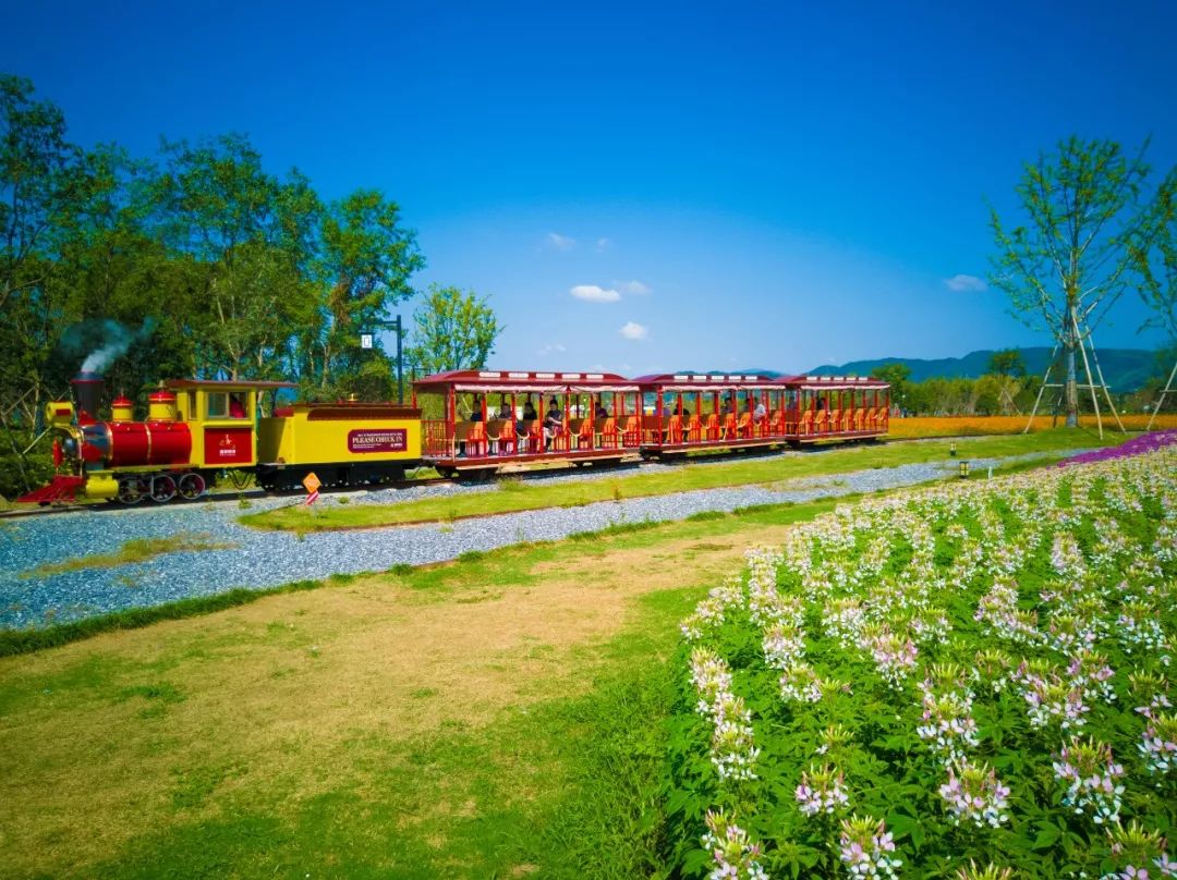 千亩花海全面盛开10月1213日杭州余杭径山花海塘栖古镇一日游