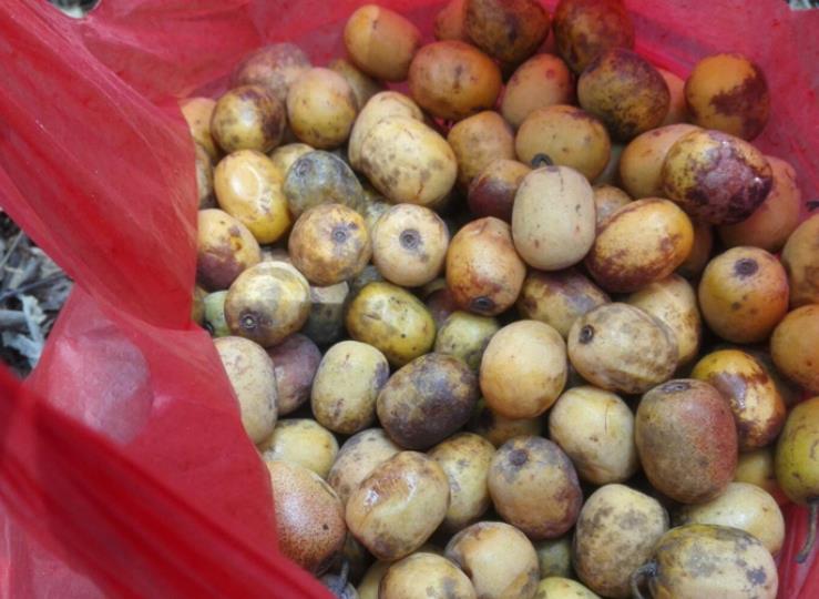 鼻涕枣比较难成熟,它的果子还要分好几批才成熟,鼻涕枣树也比较的高大