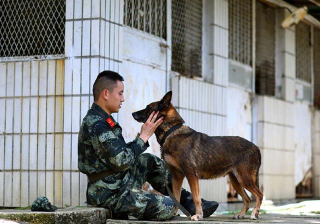 军犬长眠,战士用军礼祭奠无声的战友:你们的贡献,祖国从未忘记