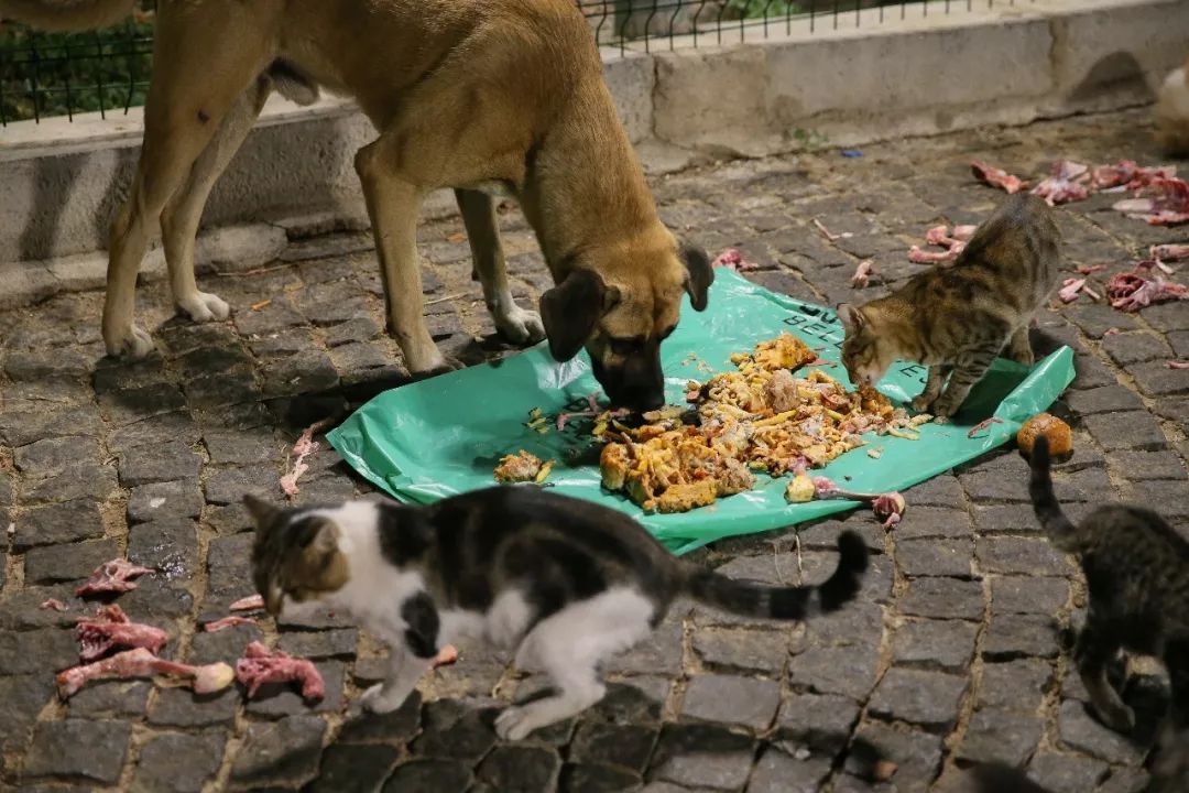 太有爱了!土耳其男子坚持喂食流浪猫狗13年风雨无阻