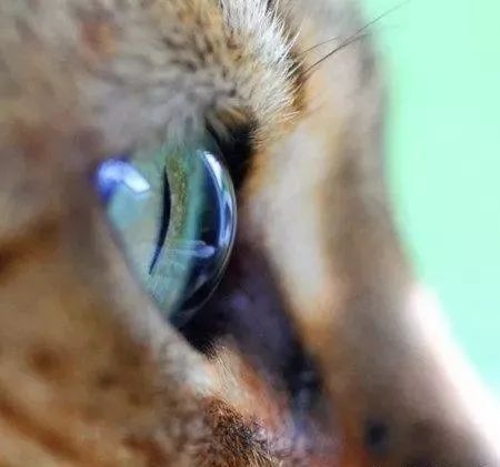 比琉璃还剔透!奴才爱的视角,捕捉「猫眼」勾魂瞬间