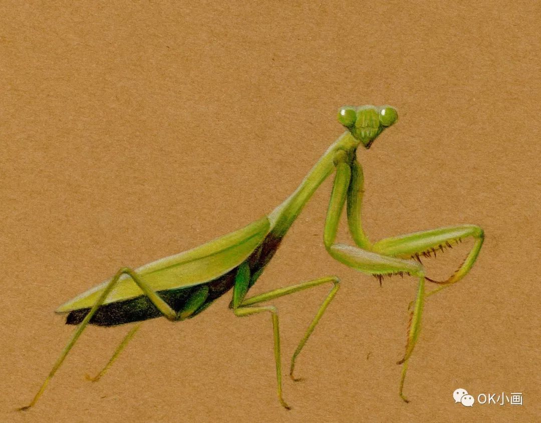 ok彩铅画还记得黑猫警长里的母螳螂吗