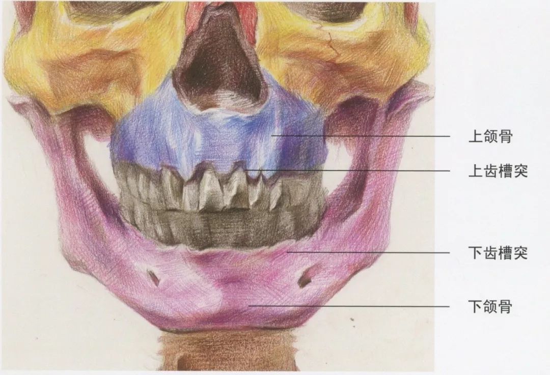 素描教学丨从结构学习素描嘴巴的刻画细节