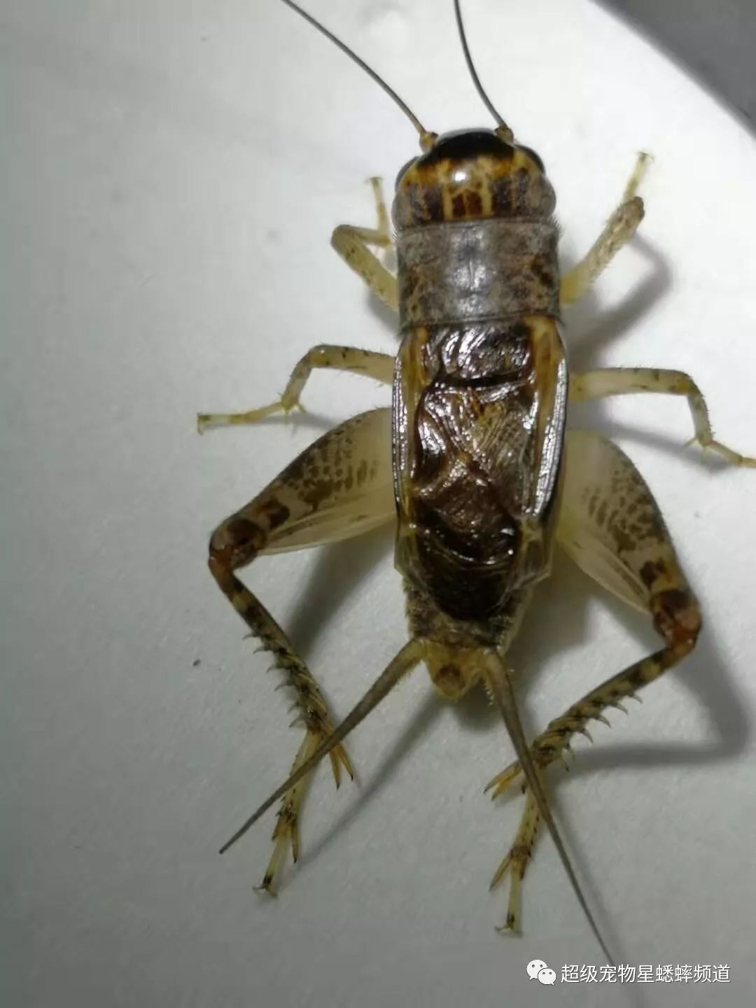 宁阳世界杯9强产生第一波绝密虫照流出