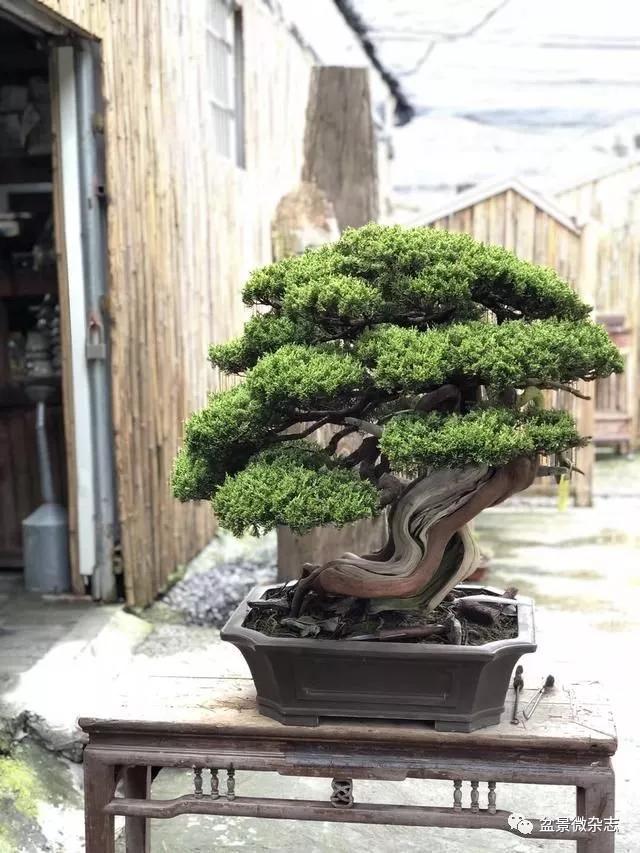 关于柏树的品种兼谈日本盆景的真柏观