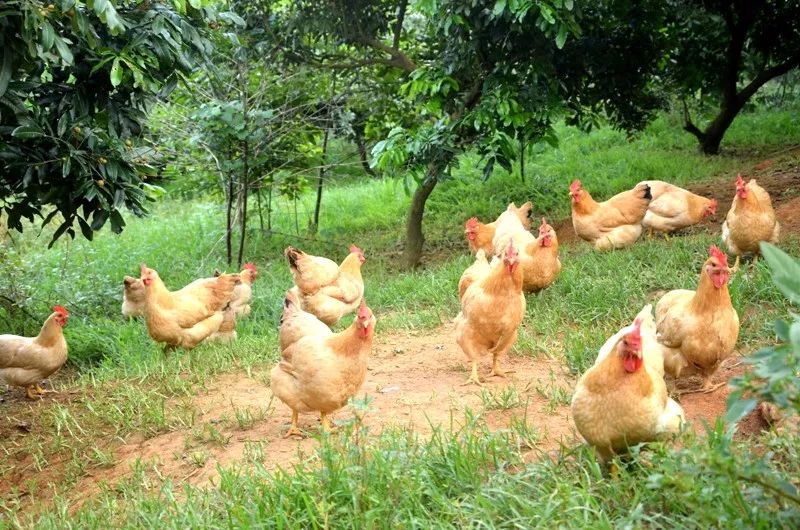 金鸡贺国庆黄鸡类区域品牌品牌效益凸显