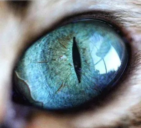 比琉璃还剔透!奴才爱的视角,捕捉「猫眼」勾魂瞬间