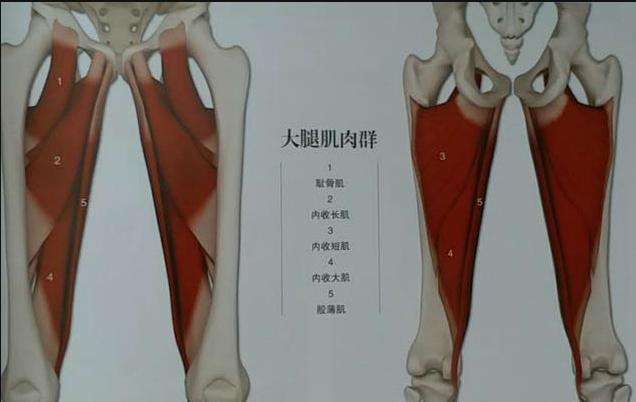 大腿内侧筋的结构图片图片