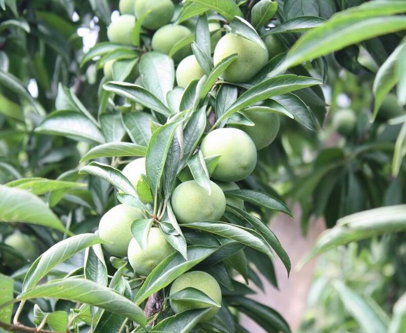 李子树种植管理技术