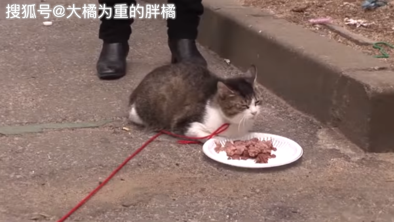 流浪貓「借宿」在女子家，白天去向四家人討食，緣由真是太暖心了 寵物 第4張