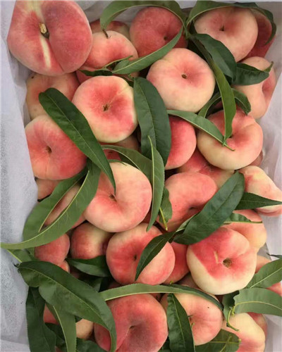 中蟠17桃树苗主要栽培技术